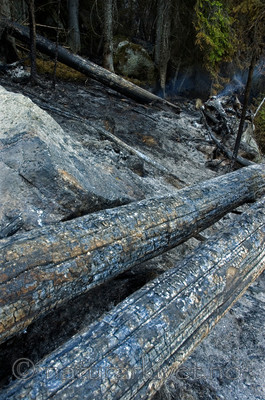 BB 06 0063 / Picea abies / Gran